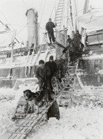 Taking the dogs down the gangway of the Endurance for exercise