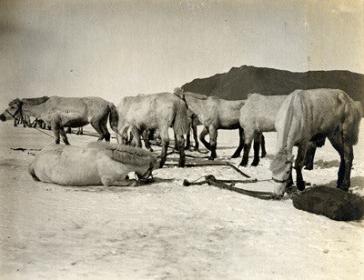 Ponies picketed on the sea ice