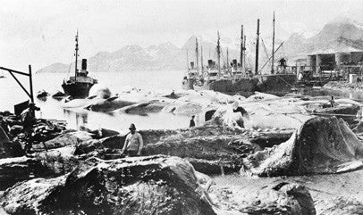 Flensing plan, (Grytviken whaling station) South Georgia