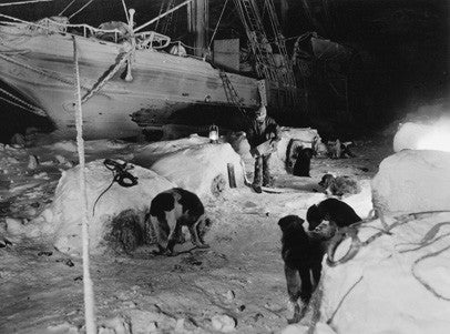 Kennels and dogs on the ice at night