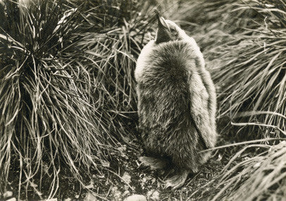 Young King penguin, South Georgia