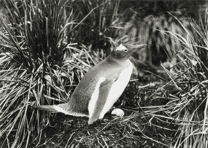 Gentoo penguin on nest