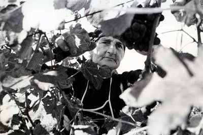 The vendemmia – grape harvest – near Fosdinovo