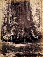Man with shotgun standing beside base of giant tree