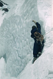 Team member climbing steep ice above Camp VII