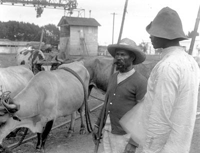 Cuban wagoners