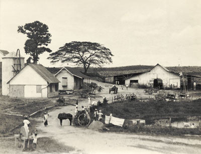 A farm estate at Cedar Hill, St. Madeleine - Trinidad