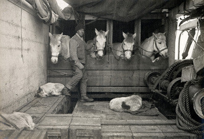 Captain Oates and some of the ponies
