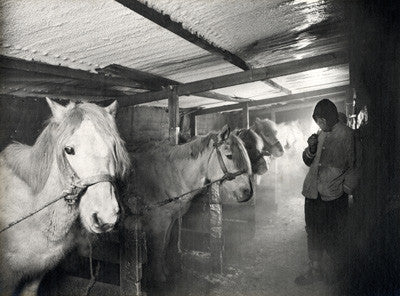 In the stable