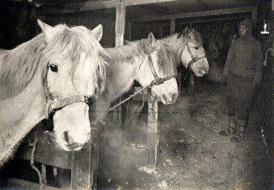 Captain Oates and ponies in stable