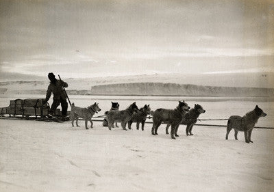 Dr. Atkinson's dog team landing stores from ship