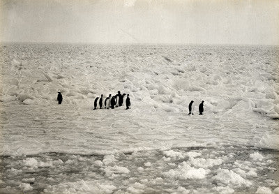 Emperor penguins on the heavy pancake ice