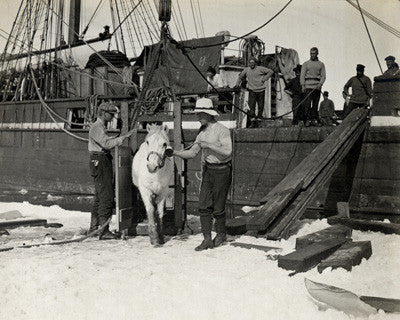 Lieut. Harry Rennick leading one of the ponies on to the sea ice