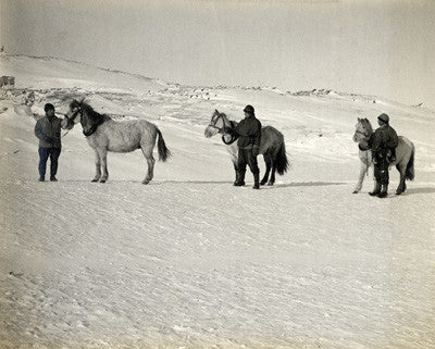 Wilson, Bowers, Cherry-Garrard and ponies on the sea ice
