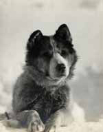 Husky Vida