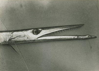 Fish head