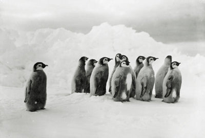 Young Emperor penguins