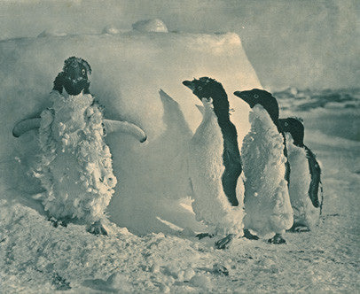 3 penguins staring at a 4th standing against a wall of snow