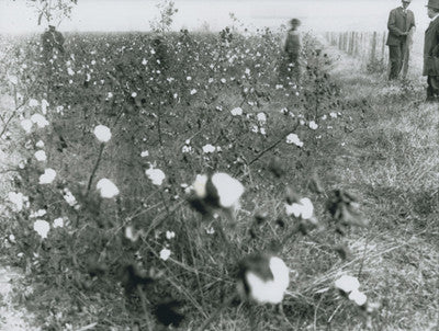 A cotton field