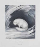 Arctic fox