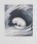 Arctic fox