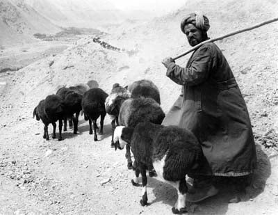 A shepherd on his way down the Panjshir Valley to Kabul with a herd of fat-tailed sheep
